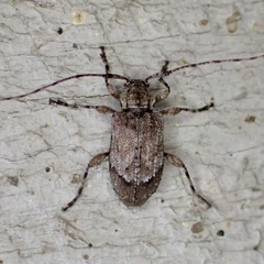 Astylopsis arcuata