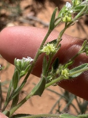 Lappula occidentalis