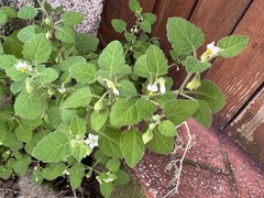 Solanum sarrachoides