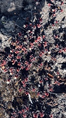 Crassula