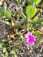 Carpobrotus mellei