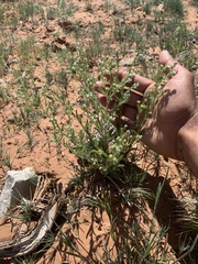 Lappula occidentalis