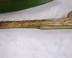 Dichanthelium columbianum