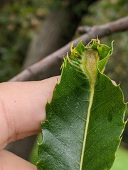 Dryocosmus kuriphilus