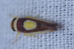 Colladonus clitellarius