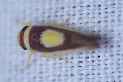 Colladonus clitellarius