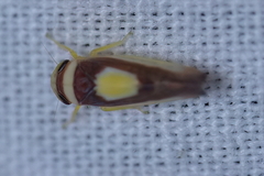 Colladonus clitellarius