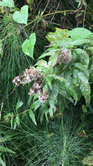 Eupatorium cannabinum
