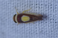 Colladonus clitellarius