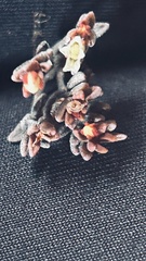 Crassula