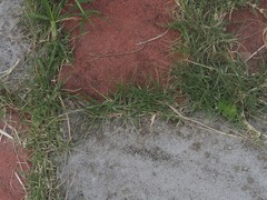 Zoysia pacifica