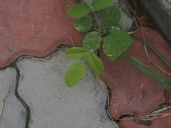 Phyllanthus reticulatus