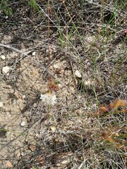 Ornithogalum dubium