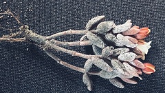 Crassula