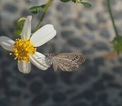 Pseudozizeeria maha okinawana
