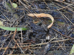 Lithobates berlandieri