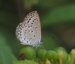 Pseudozizeeria maha okinawana