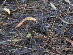 Lithobates berlandieri