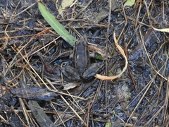 Lithobates berlandieri