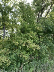 Acer negundo