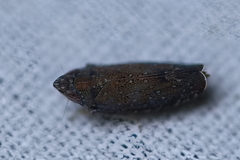 Scaphytopius