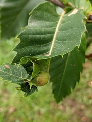 Dryocosmus kuriphilus