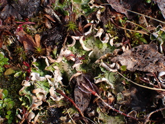 Peltigera