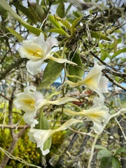 Rodriguezia granadensis