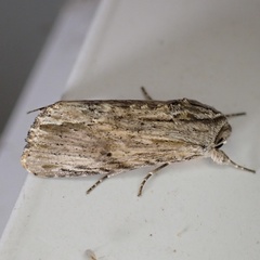 Spodoptera eridania