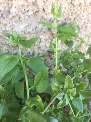 Patellifolia procumbens