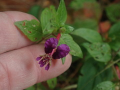Cuphea calaminthifolia