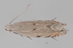 Battaristis concinnusella