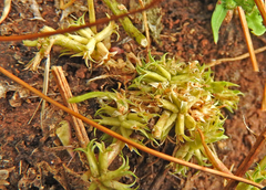 Trifolium suffocatum