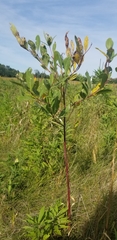 Salix bebbiana