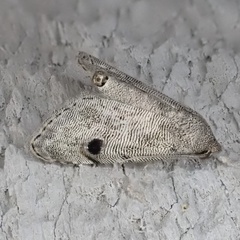 Abablemma brimleyana