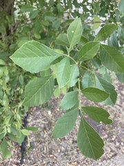 Fraxinus berlandieriana