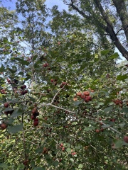 Crataegus crus-galli