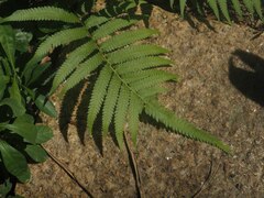 Christella acuminata