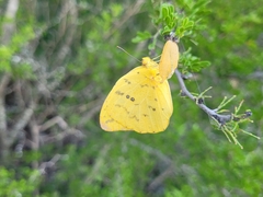 Phoebis philea philea