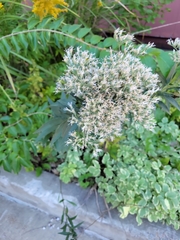 Eupatorium altissimum