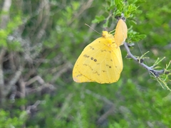 Phoebis philea philea