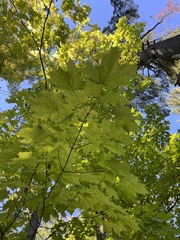Acer saccharum