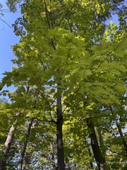 Acer saccharum