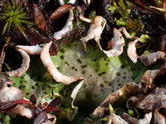 Peltigera