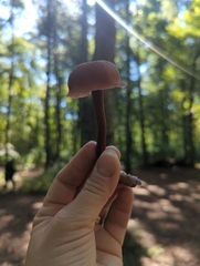 Laccaria bicolor