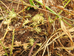 Trifolium suffocatum