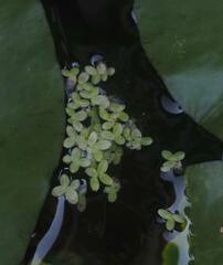 Lemna aequinoctialis