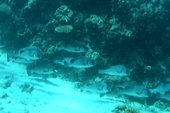 Plectorhinchus gibbosus