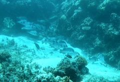 Plectorhinchus gibbosus