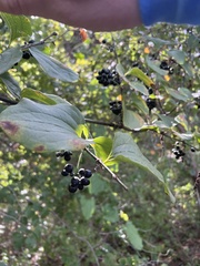 Smilax lasioneura